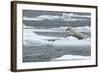 Polar Bear (Ursus Maritimus) Leaping from Sea Ice, Moselbukta, Svalbard, Norway, July 2008-de la-Framed Photographic Print