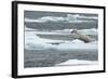 Polar Bear (Ursus Maritimus) Leaping from Sea Ice, Moselbukta, Svalbard, Norway, July 2008-de la-Framed Photographic Print