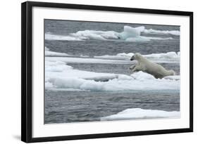 Polar Bear (Ursus Maritimus) Leaping from Sea Ice, Moselbukta, Svalbard, Norway, July 2008-de la-Framed Photographic Print