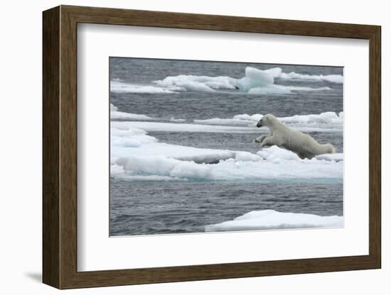 Polar Bear (Ursus Maritimus) Leaping from Sea Ice, Moselbukta, Svalbard, Norway, July 2008-de la-Framed Photographic Print