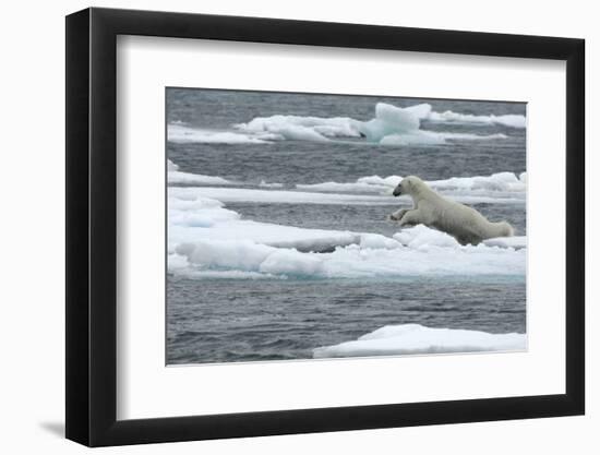 Polar Bear (Ursus Maritimus) Leaping from Sea Ice, Moselbukta, Svalbard, Norway, July 2008-de la-Framed Photographic Print