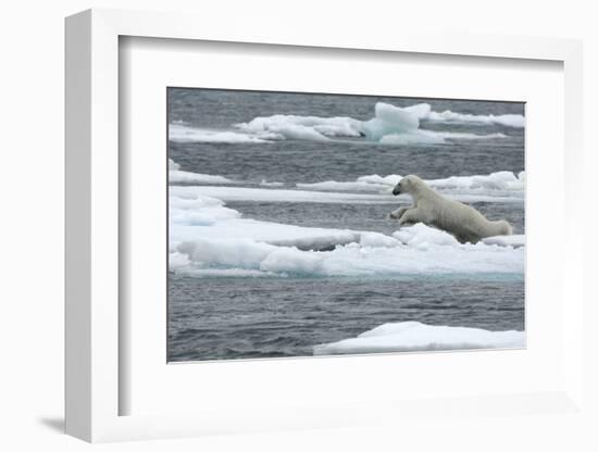 Polar Bear (Ursus Maritimus) Leaping from Sea Ice, Moselbukta, Svalbard, Norway, July 2008-de la-Framed Photographic Print