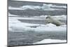 Polar Bear (Ursus Maritimus) Leaping from Sea Ice, Moselbukta, Svalbard, Norway, July 2008-de la-Mounted Photographic Print