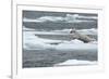 Polar Bear (Ursus Maritimus) Leaping from Sea Ice, Moselbukta, Svalbard, Norway, July 2008-de la-Framed Photographic Print