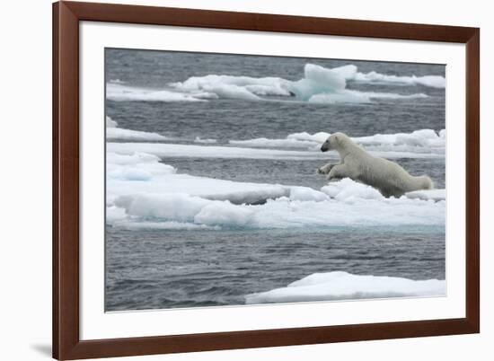 Polar Bear (Ursus Maritimus) Leaping from Sea Ice, Moselbukta, Svalbard, Norway, July 2008-de la-Framed Photographic Print