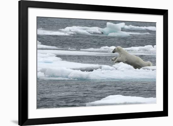 Polar Bear (Ursus Maritimus) Leaping from Sea Ice, Moselbukta, Svalbard, Norway, July 2008-de la-Framed Photographic Print