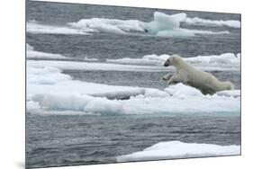 Polar Bear (Ursus Maritimus) Leaping from Sea Ice, Moselbukta, Svalbard, Norway, July 2008-de la-Mounted Photographic Print