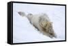 Polar Bear (Ursus Maritimus) Male, Captive, Highland Wildlife Park, Kingussie, Scotland, U.K.-Ann & Steve Toon-Framed Stretched Canvas