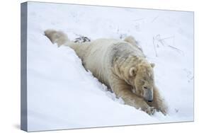 Polar Bear (Ursus Maritimus) Male, Captive, Highland Wildlife Park, Kingussie, Scotland, U.K.-Ann & Steve Toon-Stretched Canvas