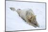 Polar Bear (Ursus Maritimus) Male, Captive, Highland Wildlife Park, Kingussie, Scotland, U.K.-Ann & Steve Toon-Mounted Photographic Print