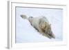 Polar Bear (Ursus Maritimus) Male, Captive, Highland Wildlife Park, Kingussie, Scotland, U.K.-Ann & Steve Toon-Framed Photographic Print