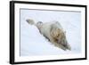 Polar Bear (Ursus Maritimus) Male, Captive, Highland Wildlife Park, Kingussie, Scotland, U.K.-Ann & Steve Toon-Framed Photographic Print