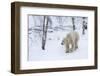 Polar Bear (Ursus Maritimus) Male, Captive, Highland Wildlife Park, Kingussie, Scotland, U.K.-Ann & Steve Toon-Framed Photographic Print