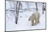 Polar Bear (Ursus Maritimus) Male, Captive, Highland Wildlife Park, Kingussie, Scotland, U.K.-Ann & Steve Toon-Mounted Photographic Print