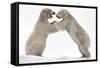Polar Bear (Ursus Maritimus) Males Playfighting, Scotland-Ann & Steve Toon-Framed Stretched Canvas