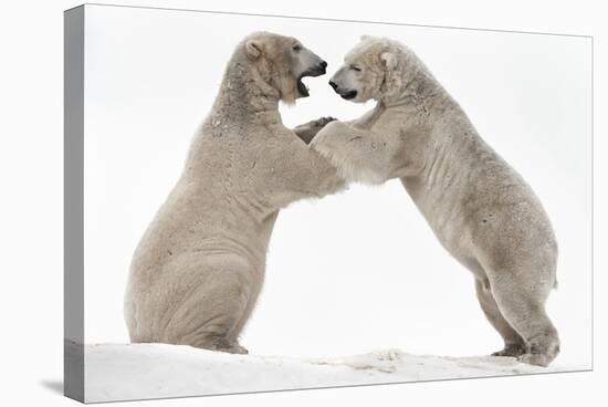 Polar Bear (Ursus Maritimus) Males Playfighting, Scotland-Ann & Steve Toon-Stretched Canvas