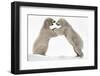 Polar Bear (Ursus Maritimus) Males Playfighting, Scotland-Ann & Steve Toon-Framed Photographic Print