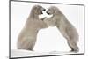 Polar Bear (Ursus Maritimus) Males Playfighting, Scotland-Ann & Steve Toon-Mounted Photographic Print