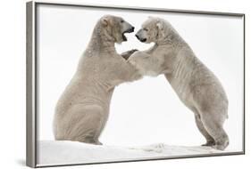 Polar Bear (Ursus Maritimus) Males Playfighting, Scotland-Ann & Steve Toon-Framed Photographic Print