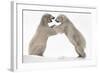 Polar Bear (Ursus Maritimus) Males Playfighting, Scotland-Ann & Steve Toon-Framed Photographic Print