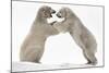 Polar Bear (Ursus Maritimus) Males Playfighting, Scotland-Ann & Steve Toon-Mounted Photographic Print