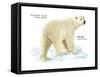 Polar Bear (Ursus Maritimus), Mammals-Encyclopaedia Britannica-Framed Stretched Canvas