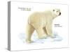 Polar Bear (Ursus Maritimus), Mammals-Encyclopaedia Britannica-Stretched Canvas