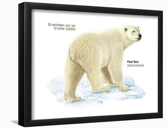 Polar Bear (Ursus Maritimus), Mammals-Encyclopaedia Britannica-Framed Poster