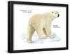 Polar Bear (Ursus Maritimus), Mammals-Encyclopaedia Britannica-Framed Poster