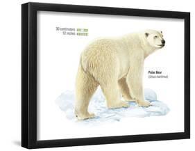 Polar Bear (Ursus Maritimus), Mammals-Encyclopaedia Britannica-Framed Poster