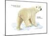 Polar Bear (Ursus Maritimus), Mammals-Encyclopaedia Britannica-Mounted Poster