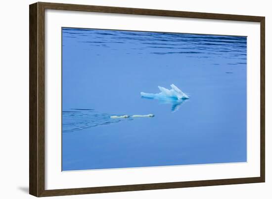 Polar Bear (Ursus Maritimus) Mother and Large Second Year Cub Swim across Calm Water-Brent Stephenson-Framed Photographic Print