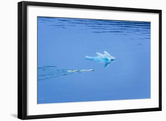 Polar Bear (Ursus Maritimus) Mother and Large Second Year Cub Swim across Calm Water-Brent Stephenson-Framed Photographic Print