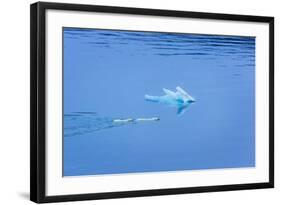 Polar Bear (Ursus Maritimus) Mother and Large Second Year Cub Swim across Calm Water-Brent Stephenson-Framed Photographic Print