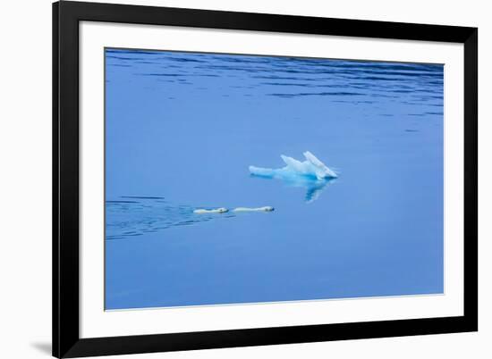 Polar Bear (Ursus Maritimus) Mother and Large Second Year Cub Swim across Calm Water-Brent Stephenson-Framed Photographic Print