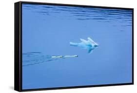 Polar Bear (Ursus Maritimus) Mother and Large Second Year Cub Swim across Calm Water-Brent Stephenson-Framed Stretched Canvas