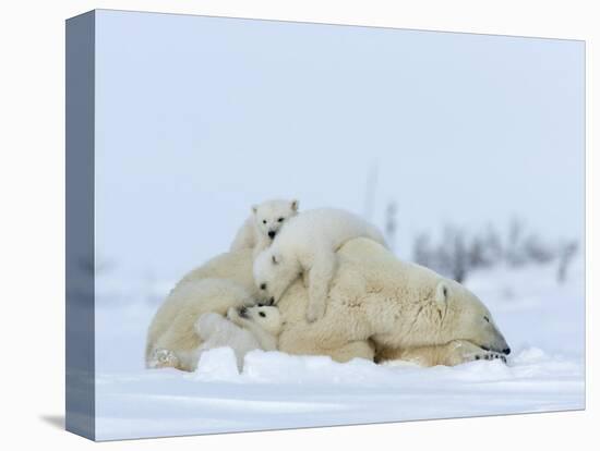 Polar Bear (Ursus Maritimus) Mother with Triplets, Wapusk National Park, Churchill, Manitoba-Thorsten Milse-Stretched Canvas