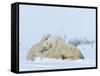 Polar Bear (Ursus Maritimus) Mother with Triplets, Wapusk National Park, Churchill, Manitoba-Thorsten Milse-Framed Stretched Canvas