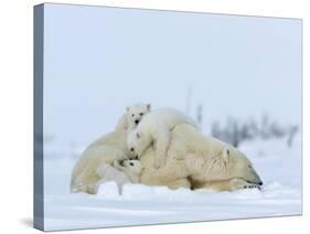 Polar Bear (Ursus Maritimus) Mother with Triplets, Wapusk National Park, Churchill, Manitoba-Thorsten Milse-Stretched Canvas