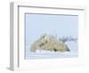 Polar Bear (Ursus Maritimus) Mother with Triplets, Wapusk National Park, Churchill, Manitoba-Thorsten Milse-Framed Photographic Print