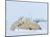 Polar Bear (Ursus Maritimus) Mother with Triplets, Wapusk National Park, Churchill, Manitoba-Thorsten Milse-Mounted Photographic Print