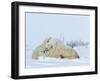 Polar Bear (Ursus Maritimus) Mother with Triplets, Wapusk National Park, Churchill, Manitoba-Thorsten Milse-Framed Photographic Print