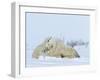 Polar Bear (Ursus Maritimus) Mother with Triplets, Wapusk National Park, Churchill, Manitoba-Thorsten Milse-Framed Photographic Print