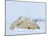 Polar Bear (Ursus Maritimus) Mother with Triplets, Wapusk National Park, Churchill, Manitoba-Thorsten Milse-Mounted Photographic Print