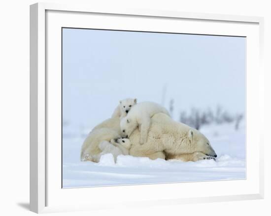 Polar Bear (Ursus Maritimus) Mother with Triplets, Wapusk National Park, Churchill, Manitoba-Thorsten Milse-Framed Photographic Print