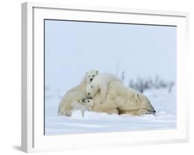 Polar Bear (Ursus Maritimus) Mother with Triplets, Wapusk National Park, Churchill, Manitoba-Thorsten Milse-Framed Photographic Print