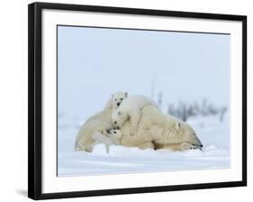 Polar Bear (Ursus Maritimus) Mother with Triplets, Wapusk National Park, Churchill, Manitoba-Thorsten Milse-Framed Photographic Print