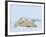 Polar Bear (Ursus Maritimus) Mother with Triplets, Wapusk National Park, Churchill, Manitoba-Thorsten Milse-Framed Photographic Print