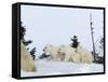 Polar Bear (Ursus Maritimus) Mother with Triplets, Wapusk National Park, Churchill, Manitoba-Thorsten Milse-Framed Stretched Canvas