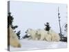 Polar Bear (Ursus Maritimus) Mother with Triplets, Wapusk National Park, Churchill, Manitoba-Thorsten Milse-Stretched Canvas